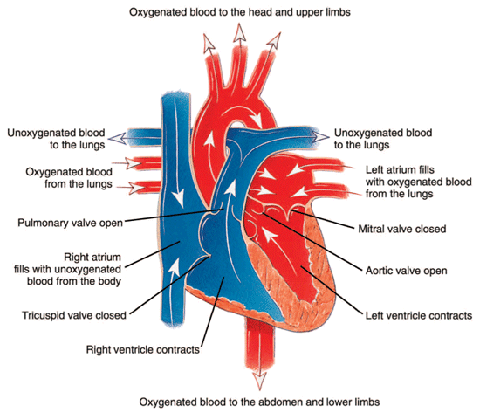 The heart during contraction